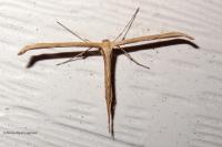 Emmelina monodactyla