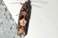 Epinotia immundana