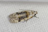 Altenia scriptella