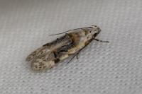 Altenia scriptella