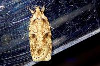 Agonopterix arenella