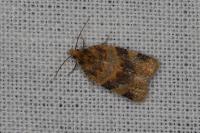 Epagoge grotiana