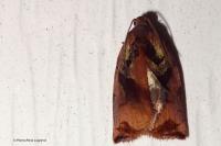 Archips podana