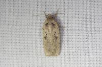 Agonopterix yeatiana