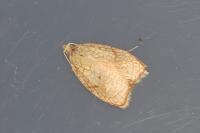 Acleris forsskaleana