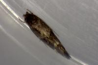 Mompha subbistrigella
