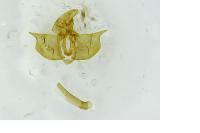 Diurnea fagella