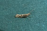 Plutella xylostella