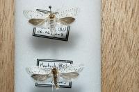 Yponomeuta cagnagella