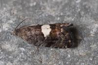 Pammene spiniana