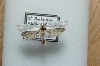Yponomeuta cagnagella