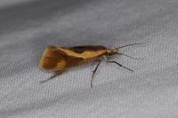 Harpella forficella