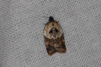 Acleris variegana