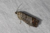 Cydia pomonella