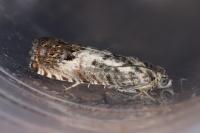 Pammene fasciana