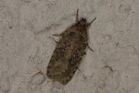 Agonopterix