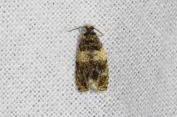 Celypha aurofasciana