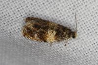 Celypha aurofasciana