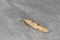 Mompha epilobiella