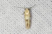 Mompha epilobiella