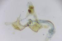 Coleophora ibipennella