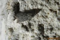 Cnephasia
