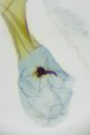 Oegoconia novimundi