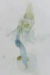 Batia lunaris
