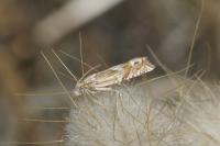 Eucosma aspidiscana