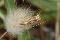 Eucosma aspidiscana
