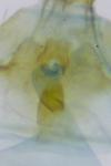 Eucosma aspidiscana