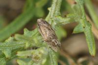 Eucosma aspidiscana