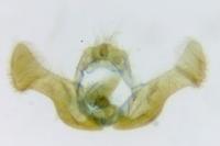 Eucosma aspidiscana