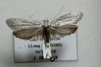 Yponomeuta evonymella
