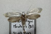 Yponomeuta evonymella