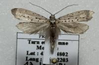Yponomeuta padella
