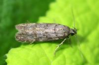 Teleiopsis diffinis