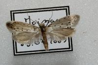 Yponomeuta padella