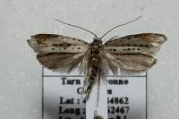 Yponomeuta padella