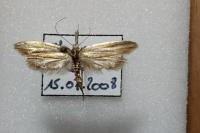 Pleurota aristella