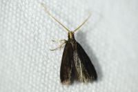 Lecithocera nigrana