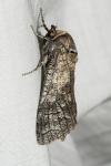 Cossus cossus
