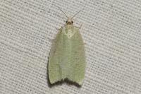 Tortrix viridana