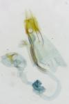 Coleophora glaucicolella