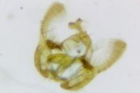 Endothenia marginana