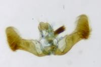 Eucosma cana