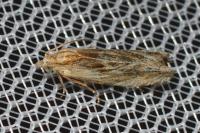 Eucosma cana
