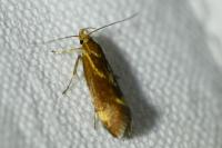 Metalampra italica