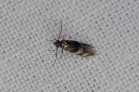 Micropterix aglaella
