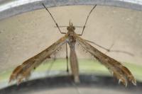 Oxyptilus laetus